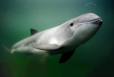 Morświn w Bałtyku krytycznie zagrożony wyginięciem - pozostało już tylko ok. 500 osobni...