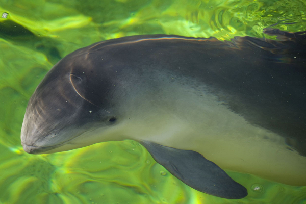 WWF: w Bałtyku żyje tylko pół tysiąca morświnów