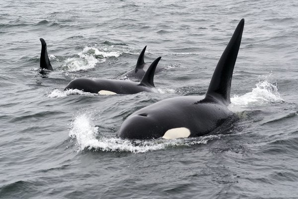 U wybrzeży Kadyksu ograniczono żeglugę ze względu na ataki orek