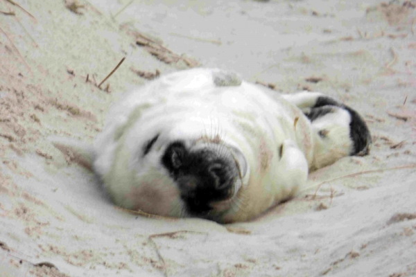 Pięć kolejnych martwych fok na Pomorzu. Jest już stanowisko naukowców