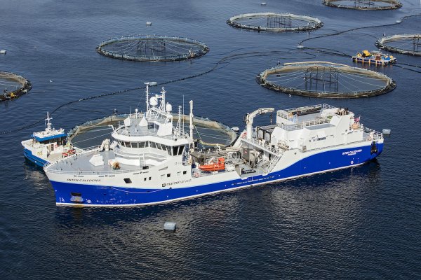 W czasie panowania koronawirusa wzrósł import norweskiego łososia do Polski