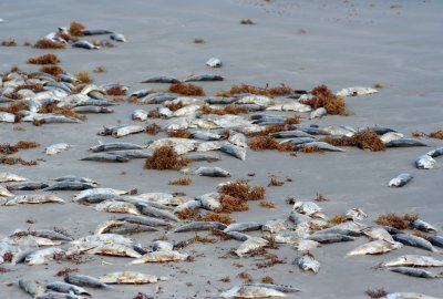 Około 100 tys. martwych ryb wyrzuconych do morza