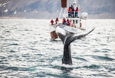 Islandia planuje skończyć z połowem wielorybów od 2024 r.