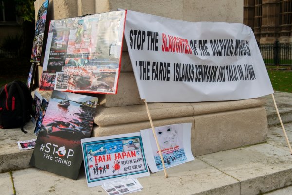 Wyspy Owcze: Na skutek protestów rząd wprowadził ograniczenia w polowaniach na delfiny...