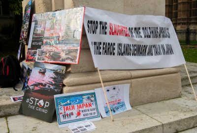 Wyspy Owcze: Na skutek protestów rząd wprowadził ograniczenia w polowaniach na delfiny...