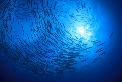 Fot.: Shutterstock Największy na świecie obszar rozrodu ryb odkryto na Antarktydzie