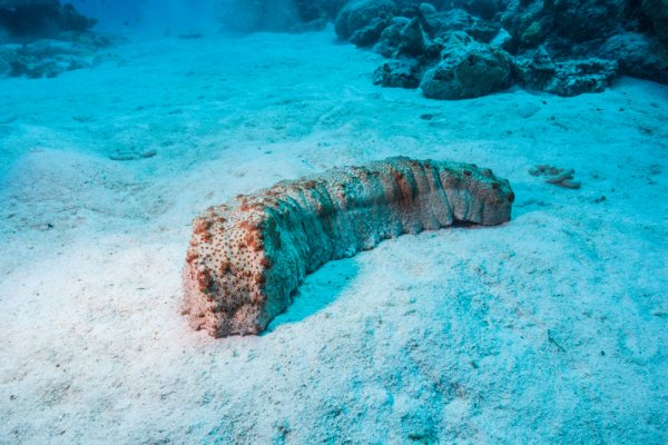 Japonia: Zatrzymano podejrzanych o nielegalny połów ponad 600 kg drogocennych strzykw
