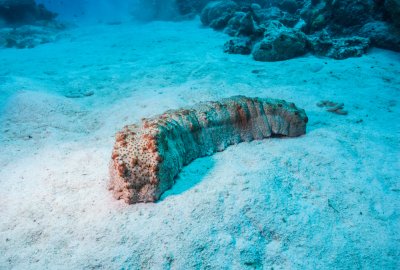 Japonia: Zatrzymano podejrzanych o nielegalny połów ponad 600 kg drogocennych strzykw