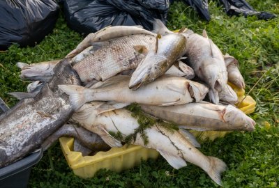 Gosk: po sygnałach o śnięciu ryb próbki wody z Odry zaczęto pobierać 28 ...