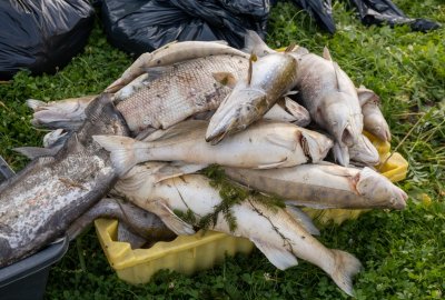 We wrześniu możliwe rozpoczęcie wypłaty odszkodowań dla firm nad Odrą