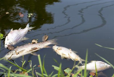 Zdjęcie ilustracyjne (Fot.: Shutterstock) Śnięte ryby w Jeziorze Kowalskim, trwa wyjaśnianie przyczyn