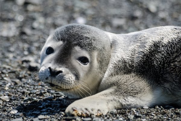 Kanada: Nieoczekiwany sojusz obrońców zwierząt i rybaków przeciw polowaniom na foki