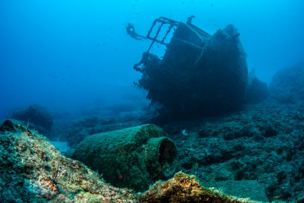 Wraki statków ostoją życia morskiego