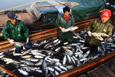 Chiny: Władze badają złowione ryby i owoce morza pod kątem koronawirusa...