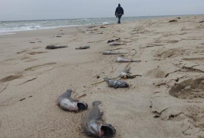 MGMiŻŚ wydaje komunikat ws. martwych ryb na helskiej plaży