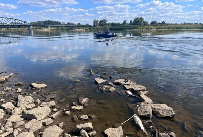 Ekspert: woda w Odrze staje się bombą biologiczną