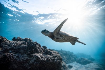 Aktor Javier Bardem apeluje o ochronę oceanów