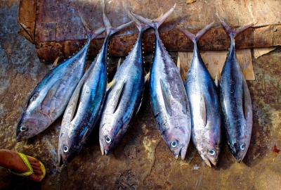 Już 18 rybołówstw tuńczyka z certyfikatem MSC