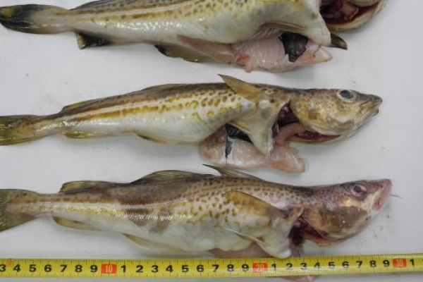 W Ustce wędkują za małe dorsze