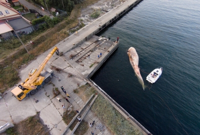 Udało się wyciągnąć martwego wieloryba z Zatoki Gdańskiej