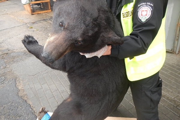 W jednym z kontenerów znaleziono niedźwiedzia