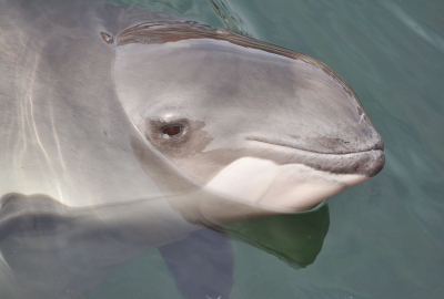 Tegoroczna Godzina dla Ziemi WWF - Godziną dla Morświna: Krewniak delfina z Bałtyku rus...