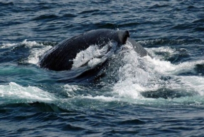 Wieloryb w Bałtyku?