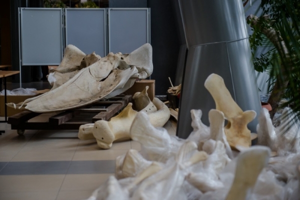 Szkielet płetwala zwyczajnego dotarł na Wydział Biologii Uniwersytetu Gdańskiego [VIDEO...