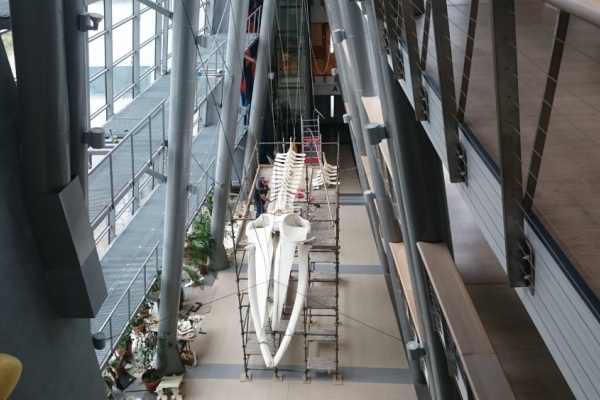 Na UG zakończyły się prace nad montażem szkieletu płetwala zwyczajnego [VIDEO]