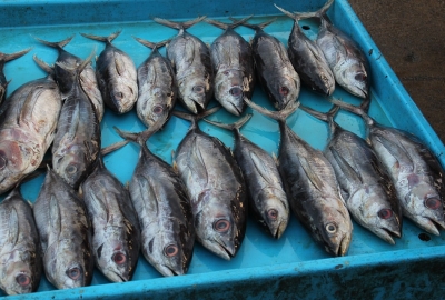 Na polskie stoły trafia 9 tys. ton tuńczyka rocznie, głównie w puszkach...