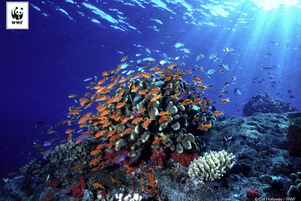 Fundacja WWF Polska ogłasza Living Planet Report 2016