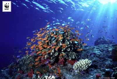 Fundacja WWF Polska ogłasza Living Planet Report 2016