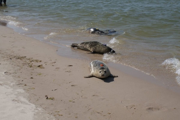 Bałtyk domem dla kolejnych czterech fok szarych