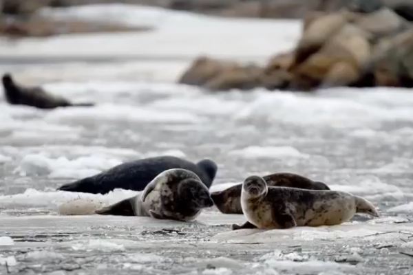 WWF Finland i AS Tallink Grupp we wspólnym projekcie