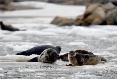 WWF Finland i AS Tallink Grupp we wspólnym projekcie