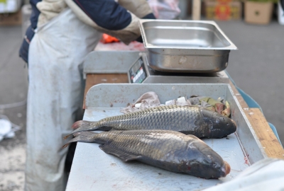 Hodowcy ryb słodkowodnych starają się o przywrócenie dopłat wodno-środow...