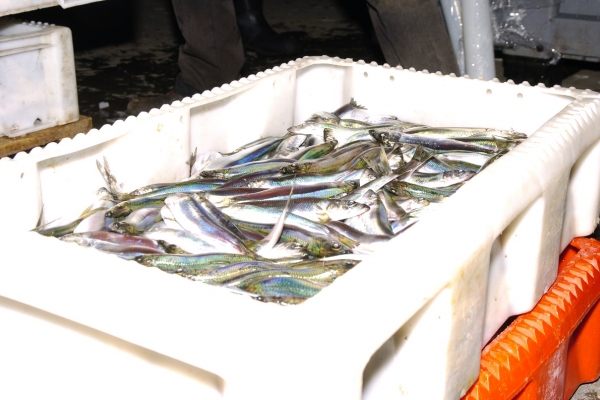 Kwota przyłowowa śledzia zachodniego wyczerpana