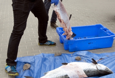 Fatalne wyniki kontroli sklepów i hurtowni rybnych