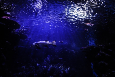 39 organizacji pozarządowych z całego świata wzywa do zaprzestania górnictwa głębinoweg...