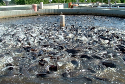 Hodowcy ryb: utrata rekompensat grozi zamknięciem hodowli