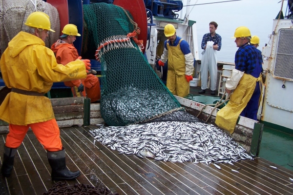 Stan zasobów ryb Bałtyku i zalecane przez ICES dopuszczalne połowy w 2018 roku