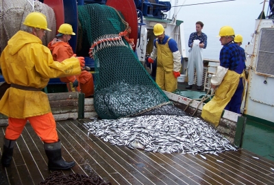Stan zasobów ryb Bałtyku i zalecane przez ICES dopuszczalne połowy w 2018 roku