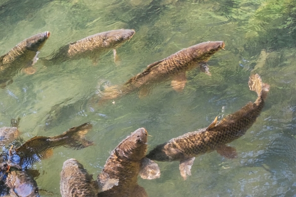 Otwarcie 29. Sympozjum Komisji Doradczej ds. Europejskiego Rybołówstwa Śródlądowego i A...