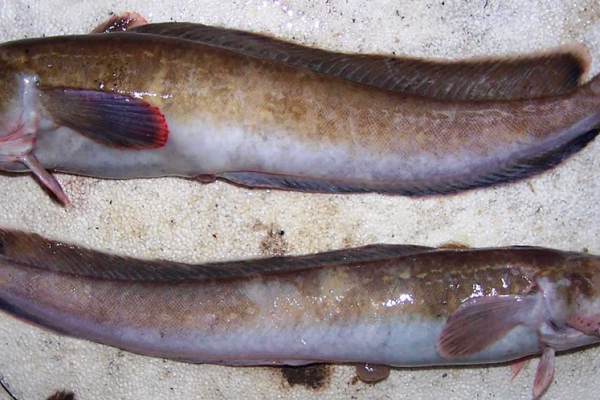 Motela jako przypadkowy przyłów w połowach rybackich