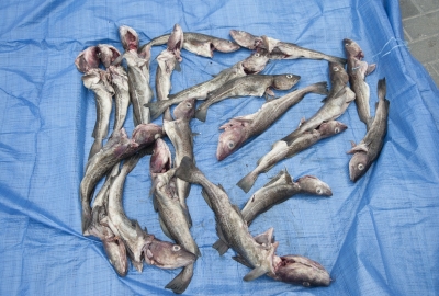 Koniec ryby na Bałtyku - alarmujące wieści od pomorskich rybaków
