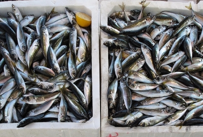 Komunikat ws. stanu zasobów ryb w Zatoce Puckiej