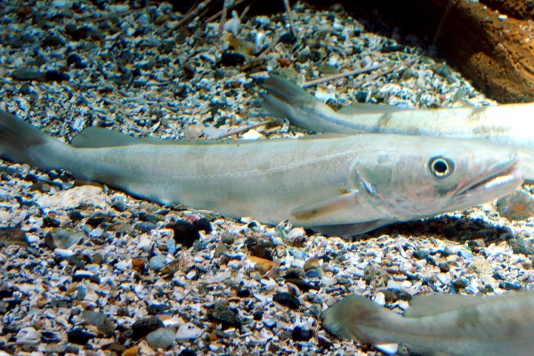 Kraje UE porozumiały się co do połowów na Atlantyku, Bałtyku i Morzu Północnym