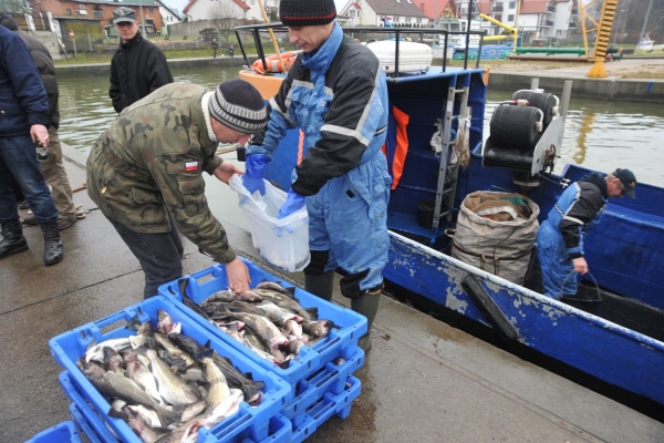 Ograniczenia w połowach dorsza na podobszarach 22-24 do 31 marca