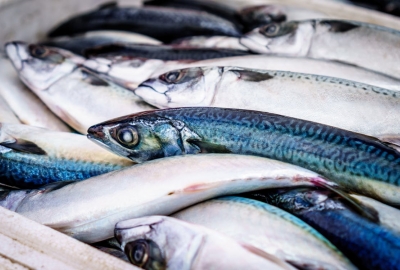MSC wprowadza nowe wymogi dotyczące oceny rybołówstw
