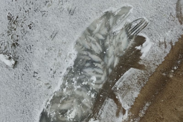 Komunikat ws. śniętych ryb znalezionych w podwarszawskiej części Wisły